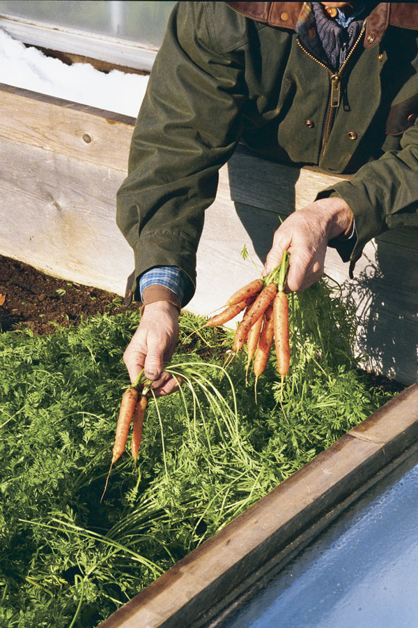 Carrots in a cold frame