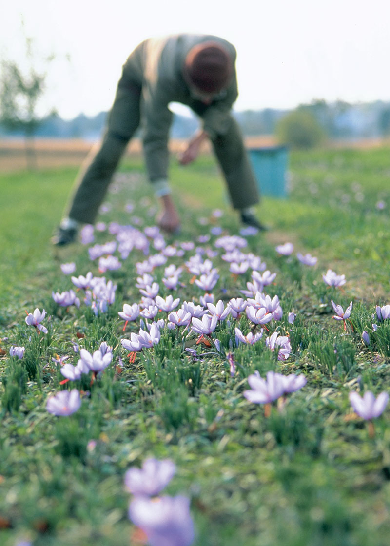 A saffron crocus planting