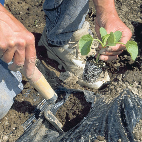 Plant melon seedlings with black plastic mulch